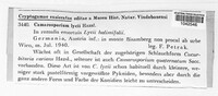 Camarosporium lycii image